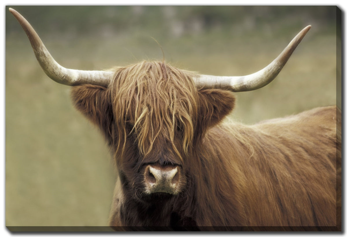 Plaque Murale Vache Highland – Acier Découpé, Fabriqué Au UK, Fait Main