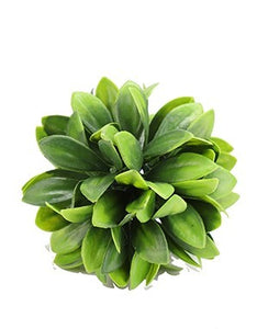 Plante en boule - 2 formats