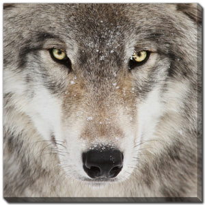 Cadre - loup