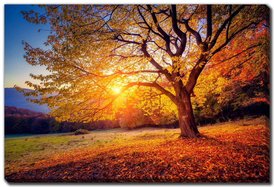 Cadre - Arbre d'automne