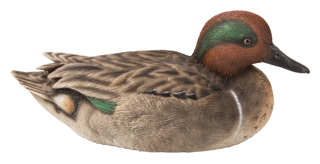Canard sarcelle à aile verte