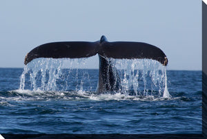 Cadre - Queue de baleine
