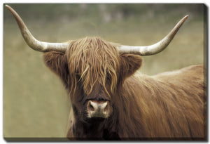Cadre - Vache Highland