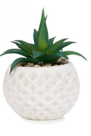 Plante cactus dans petit vase blanc