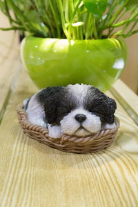 Chien Shih tzu